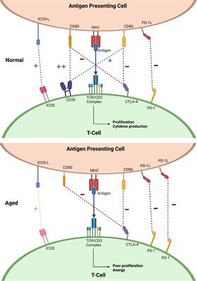 A silver bullet for ageing medicine?: clinical relevance of T-cell checkpoint receptors in normal human ageing